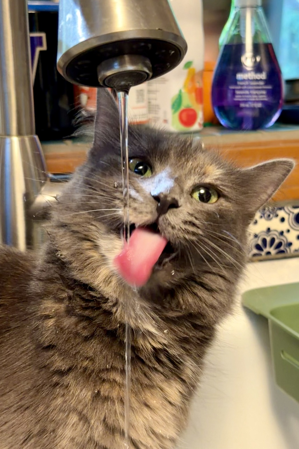 Shelter Stray Female Cat last seen PORTLAND, OR, 97211, 1700 W Historic Columbia River Hwy, Troutdale, OR 97060, USA
