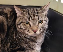 Shelter Stray Male Cat last seen N Syracuse, OR, 1700 W Historic Columbia River Hwy, Troutdale, OR 97060, USA