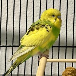 Shelter Stray Female Bird last seen union and mississippi, Lakewood, CO, 80228, 580 McIntyre St, Golden, CO 80401, USA