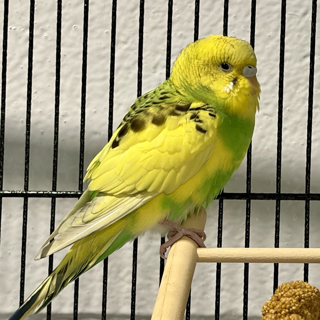 Shelter Stray Female Bird last seen union and mississippi, Lakewood, CO, 80228, 580 McIntyre St, Golden, CO 80401, USA