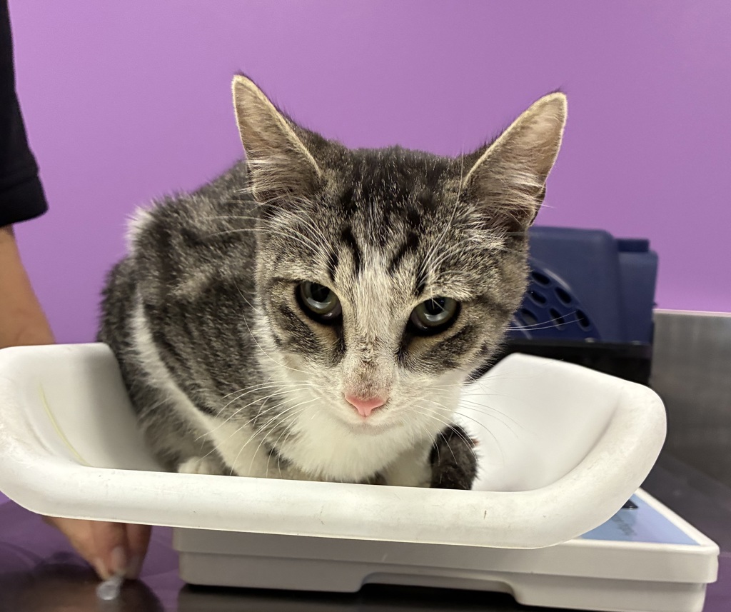 Shelter Stray Male Cat last seen Near S 9200 W, Magna Township, UT, 84044, 511 W 3900 S, Salt Lake City, UT 84123, USA