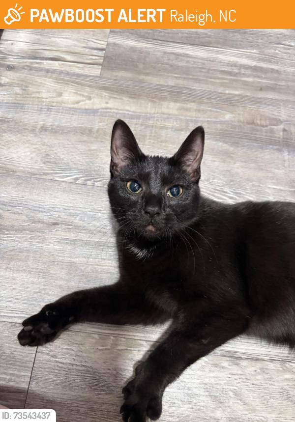 Found/Stray Female Cat last seen Greens at Tryons, Raleigh, NC 27603