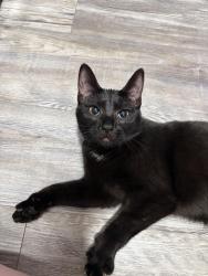 Found/Stray Female Cat last seen Greens at Tryons, Raleigh, NC 27603