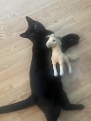 Reunited Female Cat last seen Last seen near 30 Levasseur Road, St. Albert, St. Albert, AB T8N 7A6