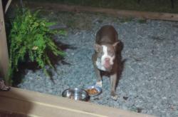 Found/Stray Female Dog last seen Hwy 95 alandale rd, Four Oaks, NC 27524