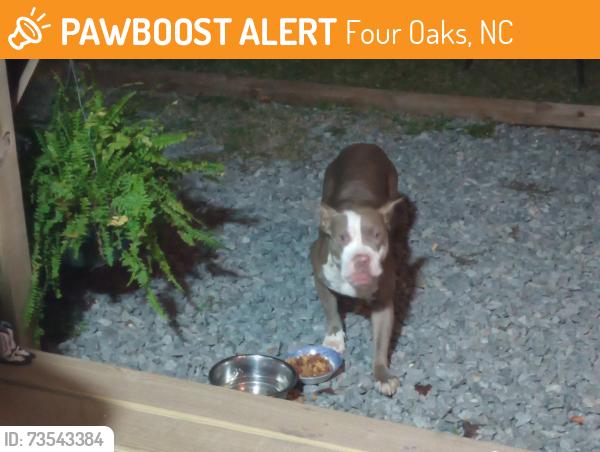 Found/Stray Female Dog last seen Hwy 95 alandale rd, Four Oaks, NC 27524