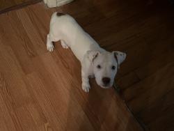 Found/Stray Male Dog last seen Summer park lane, San Antonio, TX 78213