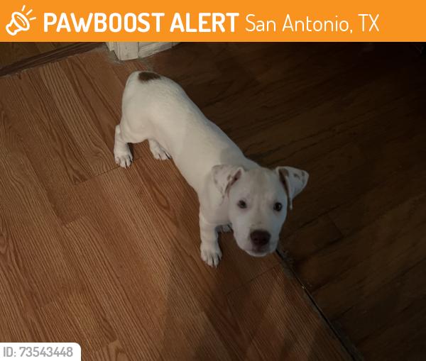 Found/Stray Male Dog last seen Summer park lane, San Antonio, TX 78213