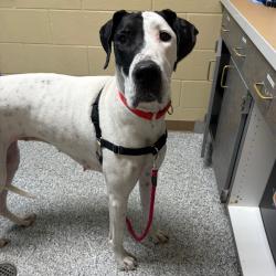 Shelter Stray Female Dog last seen , 800 Southwest Dr, Cheyenne, WY 82007, USA