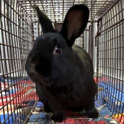 Shelter Stray Male Rabbit last seen , 800 Southwest Dr, Cheyenne, WY 82007, USA
