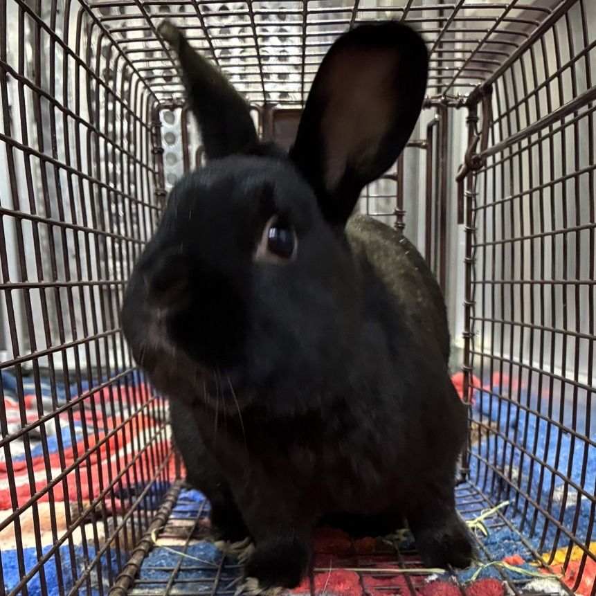 Shelter Stray Male Rabbit last seen , 800 Southwest Dr, Cheyenne, WY 82007, USA