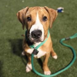 Shelter Stray Male Dog last seen , Animal Care & Control Team of Philly, 111 W Hunting Park Ave, Philadelphia, PA 19140, USA