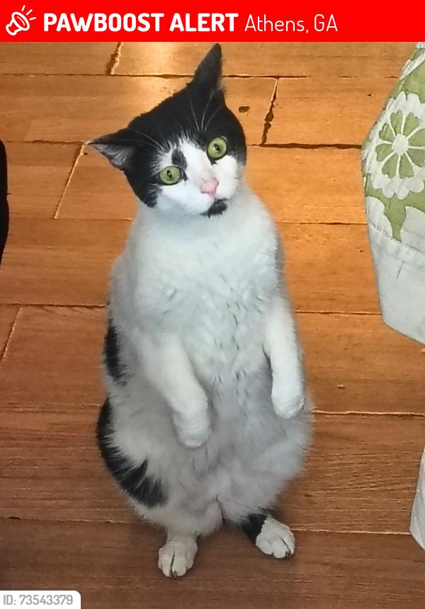 Lost Female Cat last seen Boley Drive and Freeman drive , Creekstone area, Athens, GA 30601