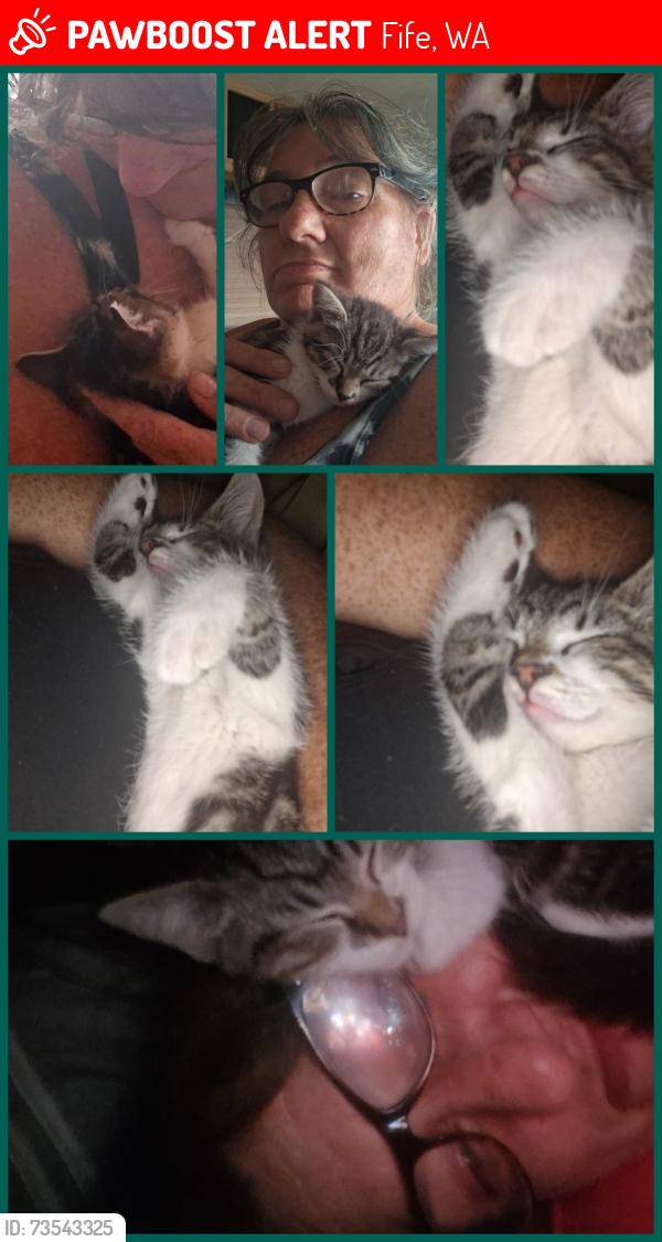 Lost Female Cat last seen Sunshine MOTEL in Fife Washington, Fife, WA 98424
