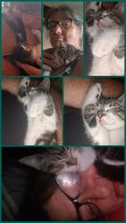Lost Female Cat last seen Sunshine MOTEL in Fife Washington, Fife, WA 98424