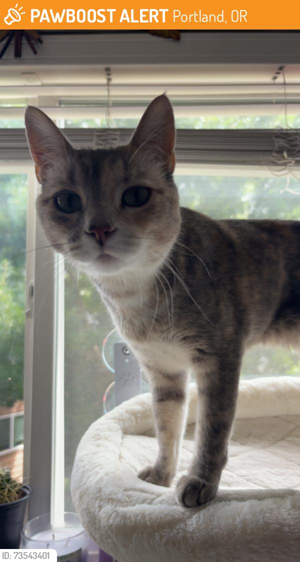 Found/Stray Female Cat last seen Trader Joes, Dugout bar, Garden-Home, Portland, OR 97223