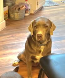 Lost Female Dog last seen County road 5570, Johnson County, AR 72839