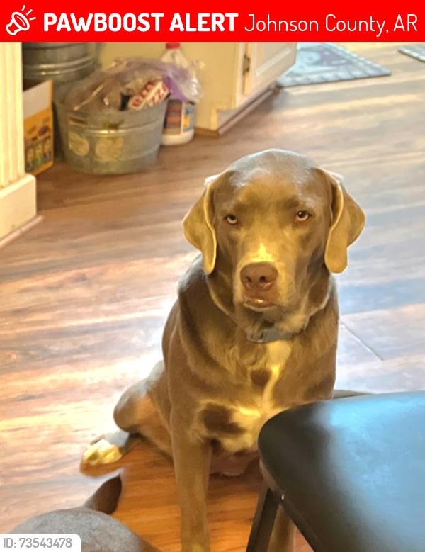 Lost Female Dog last seen County road 5570, Johnson County, AR 72839