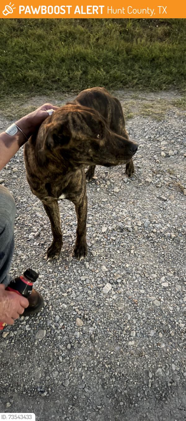 Found/Stray Male Dog last seen Hwy 34N and CR 4518, Hunt County, TX 75401