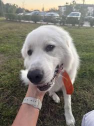 Reunited Male Dog last seen Tessa Springs apmts, Thonotosassa, FL 33592
