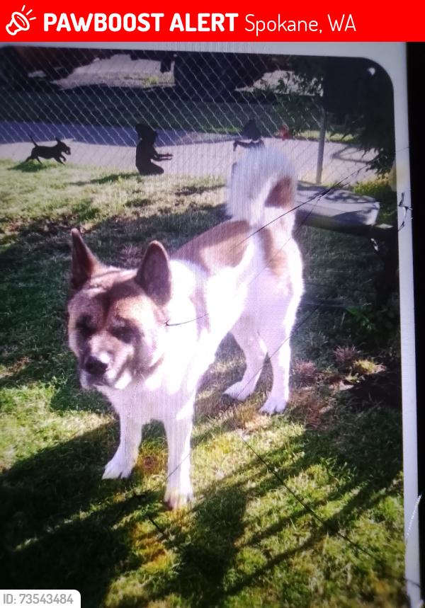 Lost Male Dog last seen Dwight Merkel sports complex, Spokane, WA 99205