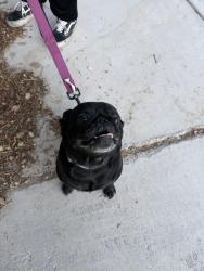 Reunited Male Dog last seen Near Alington Bend Dr, Las Vegas, NV 89139, USA, Las Vegas, NV 89139