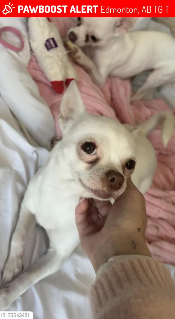 Lost Female Dog last seen Norwood Square, Edmonton, AB T5G 1T4