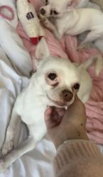 Lost Female Dog last seen Norwood Square, Edmonton, AB T5G 1T4