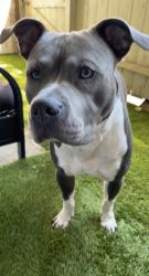 Lost Male Dog last seen Planted Orchard Drive, Harris County, TX 77447