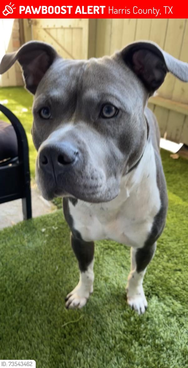 Lost Male Dog last seen Planted Orchard Drive, Harris County, TX 77447