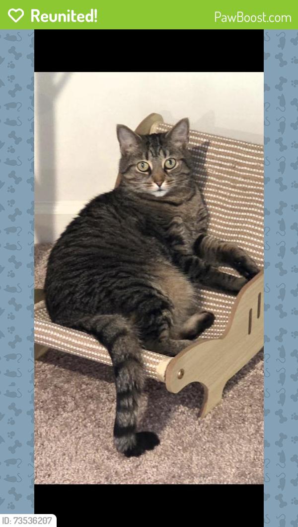 Reunited Male Cat last seen the overlook, Falling Waters, WV 25419