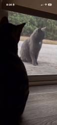 Found/Stray Unknown Cat last seen Cresswind residents home, Summerville, SC 29483