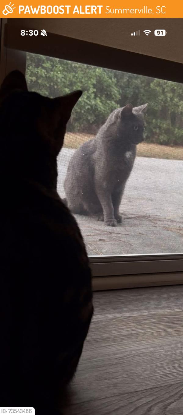 Found/Stray Unknown Cat last seen Cresswind residents home, Summerville, SC 29483