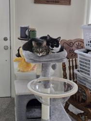 Lost Female Cat last seen Goddard and Brantford, Toledo, OH 43606
