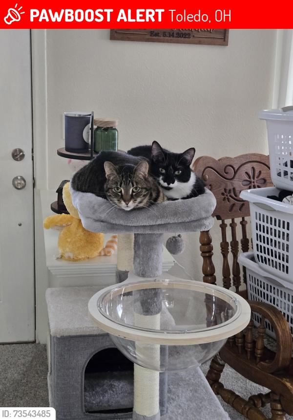 Lost Female Cat last seen Goddard and Brantford, Toledo, OH 43606