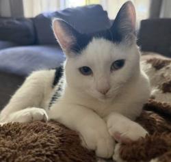 Reunited Male Cat last seen Greengold St, Crest Hill, IL 60435