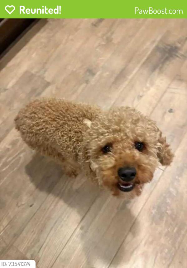 Reunited Female Dog last seen Prestonwood Forest Drive, Prestonwood Forest, TX 77070
