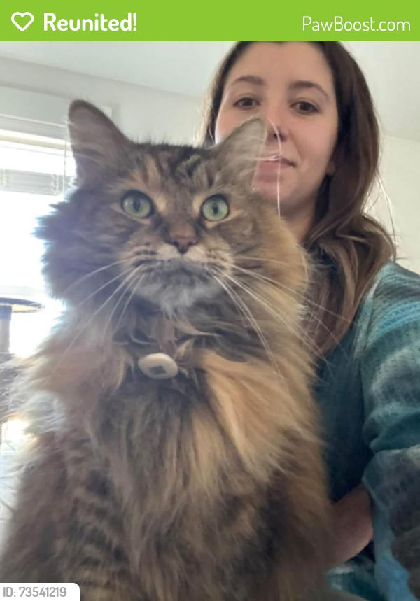 Reunited Female Cat last seen Near Big Falls Dr, Wendell, NC, Wendell, NC 27591
