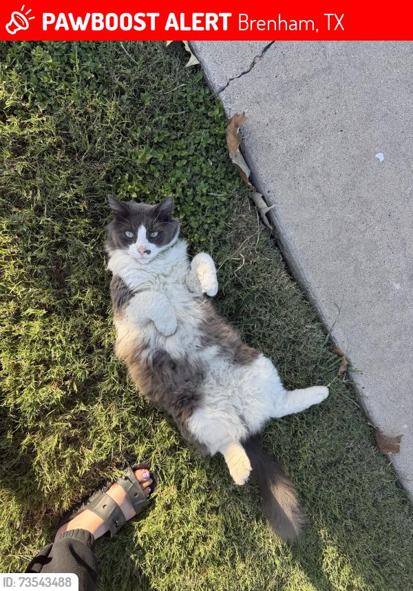 Lost Female Cat last seen Near New Life Church of God, Brenham, TX 77833