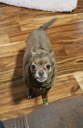Lost Female Dog last seen Forest Lane Belton Sc, Belton, SC 29627
