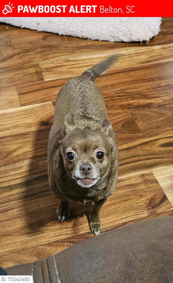 Lost Female Dog last seen Forest Lane Belton Sc, Belton, SC 29627