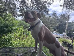Reunited Male Dog last seen Howland and Lake Helen Osteen, Deltona, FL 32738