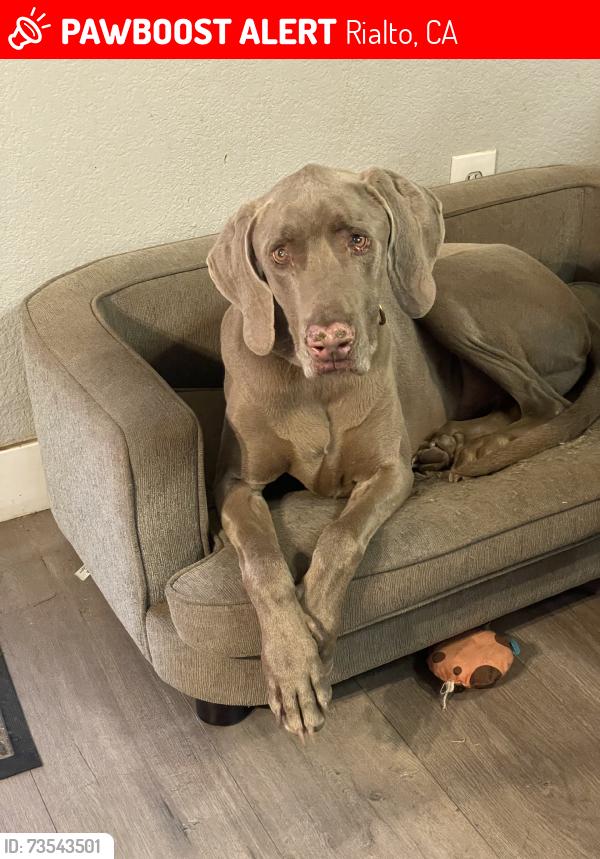 Lost Male Dog last seen Baseline ave & Maple ave, Rialto, CA 92376