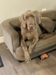 Lost Male Dog last seen Baseline ave & Maple ave, Rialto, CA 92376