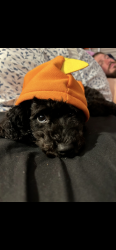 Reunited Male Dog last seen Andrews Ave & 26th Street, Wilton Manors, FL 33305