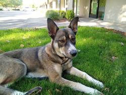 Lost Female Dog last seen 82nd Ave, Happy Valley, OR 97086