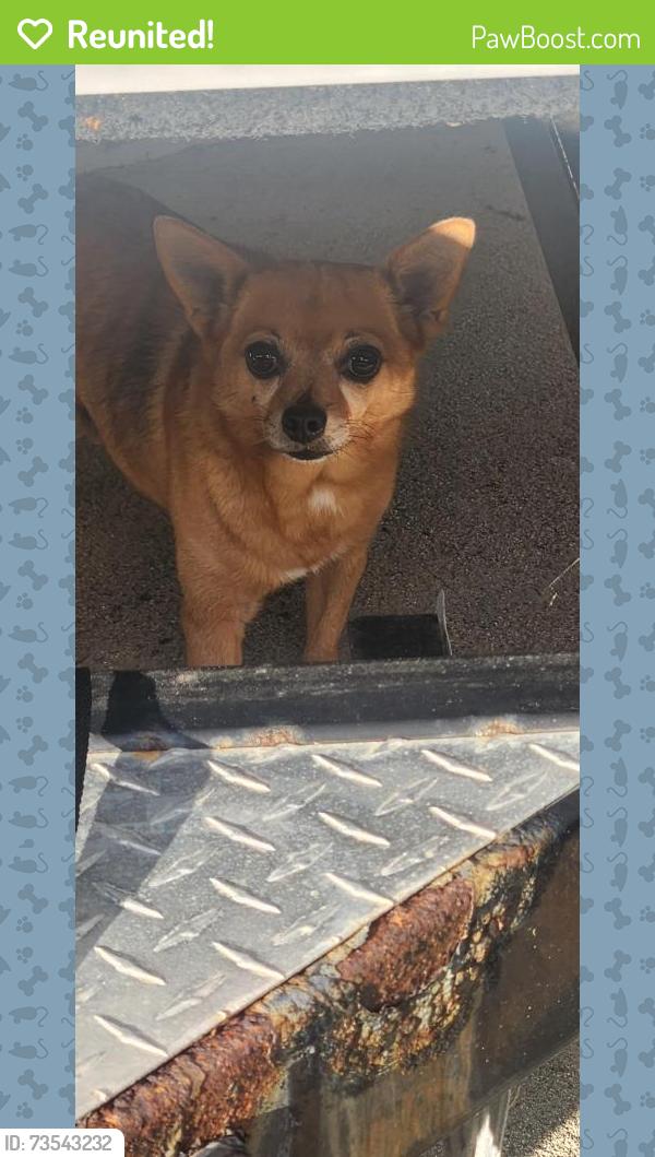 Reunited Unknown Dog last seen Adam's & Bushard, Huntington Beach, CA 92646