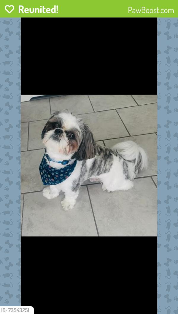 Reunited Male Dog last seen near Congress Street and Fountain Street in Milford, MA, Milford, MA 01757