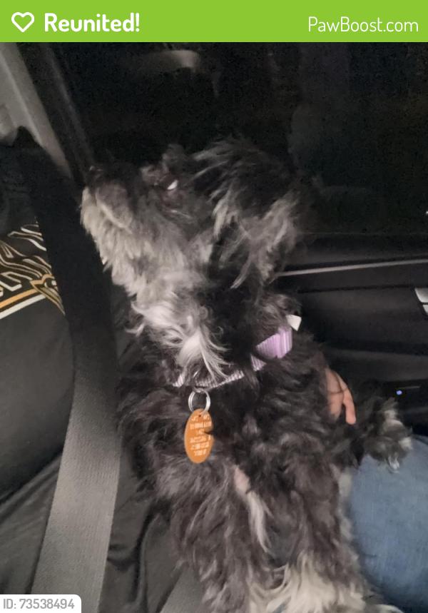 Reunited Female Dog last seen Bay coat drive, Richmond, VA 23223