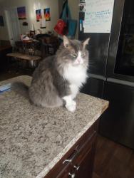 Reunited Male Cat last seen North Irving Park, Hernando, FL 34442
